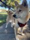 Shiba Inu Puppies for sale in 5490 N Salinas Ave, Fresno, CA 93722, USA. price: NA