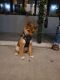 Shiba Inu Puppies for sale in Brooklyn, NY, USA. price: NA
