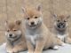 Shiba Inu Puppies for sale in Los Angeles, CA, USA. price: $800