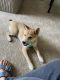 Shiba Inu Puppies for sale in Greer, SC, USA. price: $1,600