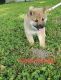 Shiba Inu Puppies for sale in Advance, MO 63730, USA. price: NA