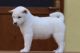 Shiba Inu Puppies for sale in Marysville, WA, USA. price: NA
