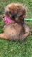 Shih-Poo Puppies for sale in Broadview Heights, OH 44147, USA. price: $700