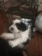 Shih-Poo Puppies for sale in 21002 Neva Ct, Humble, TX 77338, USA. price: NA