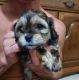 Shih-Poo Puppies for sale in Hertford, NC 27944, USA. price: NA