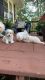 Shih-Poo Puppies for sale in Fredericksburg, VA 22401, USA. price: NA