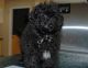Shih-Poo Puppies for sale in Yulee, FL 32097, USA. price: NA
