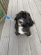 Shih-Poo Puppies for sale in Stratford, CT, USA. price: NA