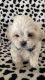 Shih-Poo Puppies for sale in Ocala, FL, USA. price: NA