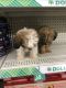 Shih-Poo Puppies for sale in West Haven, CT 06516, USA. price: NA