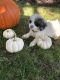 Shih-Poo Puppies for sale in West Haven, CT 06516, USA. price: NA