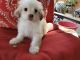 Shih-Poo Puppies for sale in Cedar Hill, TX, USA. price: NA