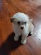 Shih-Poo Puppies for sale in Cedar Hill, TX, USA. price: $650