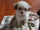 Shih-Poo Puppies for sale in Cedar Hill, TX, USA. price: NA