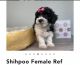Shih-Poo Puppies for sale in Flint, MI, USA. price: NA