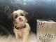 Shih-Poo Puppies for sale in Sheboygan, WI 53081, USA. price: $700