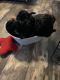 Shih-Poo Puppies for sale in Lancaster, PA, USA. price: NA