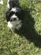 Shih-Poo Puppies for sale in Port Richey, FL, USA. price: NA
