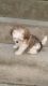 Shih-Poo Puppies for sale in Shreveport-Bossier City, LA, LA, USA. price: NA