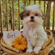 Shih-Poo Puppies for sale in Albion, MI 49224, USA. price: $1,200