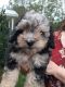 Shih-Poo Puppies for sale in Eubank, KY 42567, USA. price: NA