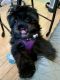 Shih-Poo Puppies for sale in New York, NY, USA. price: $900