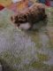 Shih-Poo Puppies for sale in Charlotte, NC 28278, USA. price: NA