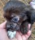 Shih-Poo Puppies for sale in El Dorado, AR 71730, USA. price: $500