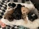 Shih-Poo Puppies for sale in Puyallup, WA, USA. price: NA