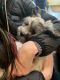 Shih-Poo Puppies for sale in Wind Gap, PA 18091, USA. price: $1,900