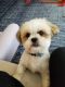 Shih-Poo Puppies for sale in Durham, NC, USA. price: NA