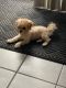 Shih-Poo Puppies for sale in Winter Haven, FL, USA. price: NA