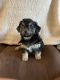Shih-Poo Puppies for sale in Salem, OR, USA. price: $400