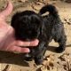 Shih-Poo Puppies for sale in Queen City, TX 75572, USA. price: $950