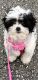 Shih-Poo Puppies for sale in Port Charlotte, FL, USA. price: NA