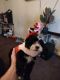 Shih-Poo Puppies for sale in Panorama City, Los Angeles, CA, USA. price: $400