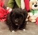 Shih-Poo Puppies for sale in Plant City, FL, USA. price: NA