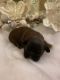 Shih-Poo Puppies for sale in Holly Springs, NC, USA. price: NA