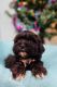 Shih-Poo Puppies for sale in Cincinnati, OH, USA. price: NA