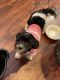 Shih-Poo Puppies for sale in Lancaster, PA 17603, USA. price: NA