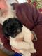 Shih-Poo Puppies for sale in Belmont, Plainfield Charter Township, MI 49306, USA. price: NA