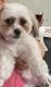 Shih-Poo Puppies for sale in Plymouth, MI 48170, USA. price: NA