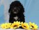 Shih-Poo Puppies for sale in Canton, OH, USA. price: $1,200