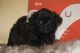 Shih-Poo Puppies for sale in Benicia, CA, USA. price: NA