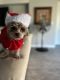 Shih-Poo Puppies for sale in 3079 Beaver Creek Dr, Kissimmee, FL 34746, USA. price: NA