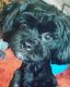 Shih-Poo Puppies for sale in Kansas City, MO, USA. price: NA