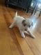 Shih-Poo Puppies for sale in Worcester, MA, USA. price: NA