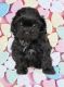 Shih-Poo Puppies for sale in Canton, OH, USA. price: $1,250