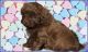 Shih-Poo Puppies for sale in Canton, OH, USA. price: NA