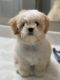 Shih-Poo Puppies for sale in 7080 Beachwood Wy, Plain City, OH 43064, USA. price: NA